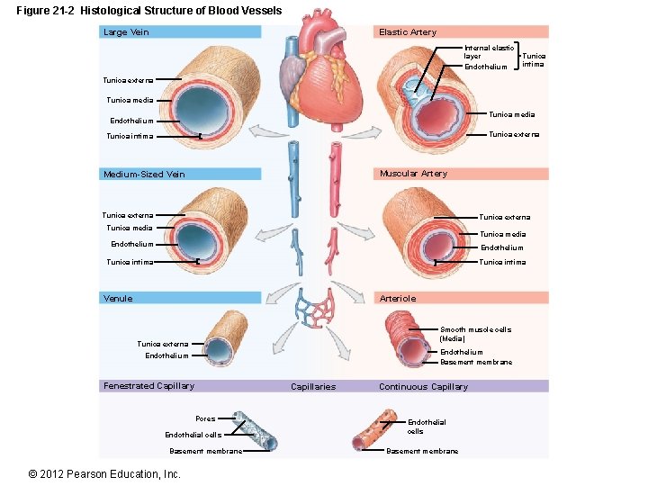 Figure 21 -2 Histological Structure of Blood Vessels Large Vein Elastic Artery Internal elastic