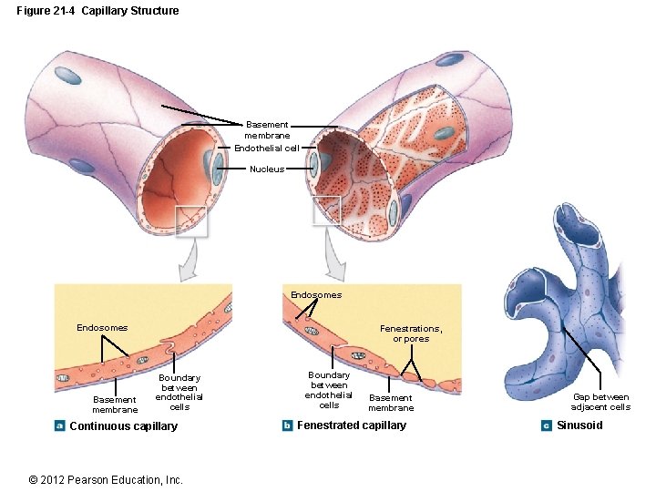 Figure 21 -4 Capillary Structure Basement membrane Endothelial cell Nucleus Endosomes Basement membrane Fenestrations,