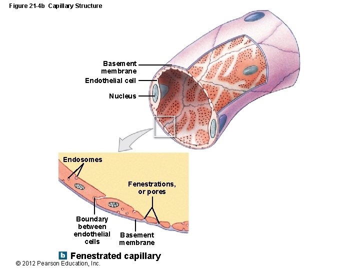 Figure 21 -4 b Capillary Structure Basement membrane Endothelial cell Nucleus Endosomes Fenestrations, or