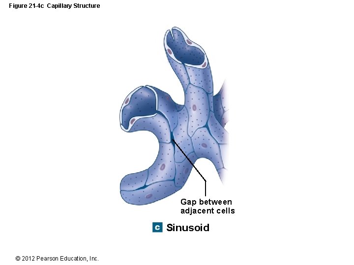 Figure 21 -4 c Capillary Structure Gap between adjacent cells Sinusoid © 2012 Pearson