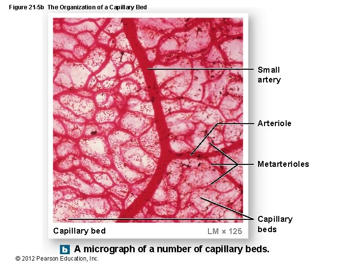 Figure 21 -5 b The Organization of a Capillary Bed Small artery Arteriole Metarterioles
