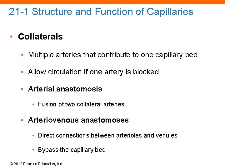 21 -1 Structure and Function of Capillaries • Collaterals • Multiple arteries that contribute