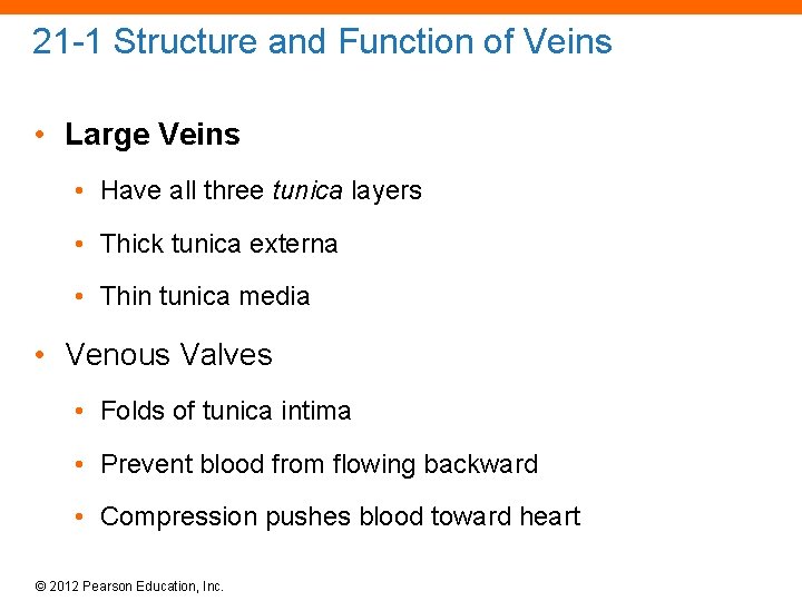 21 -1 Structure and Function of Veins • Large Veins • Have all three