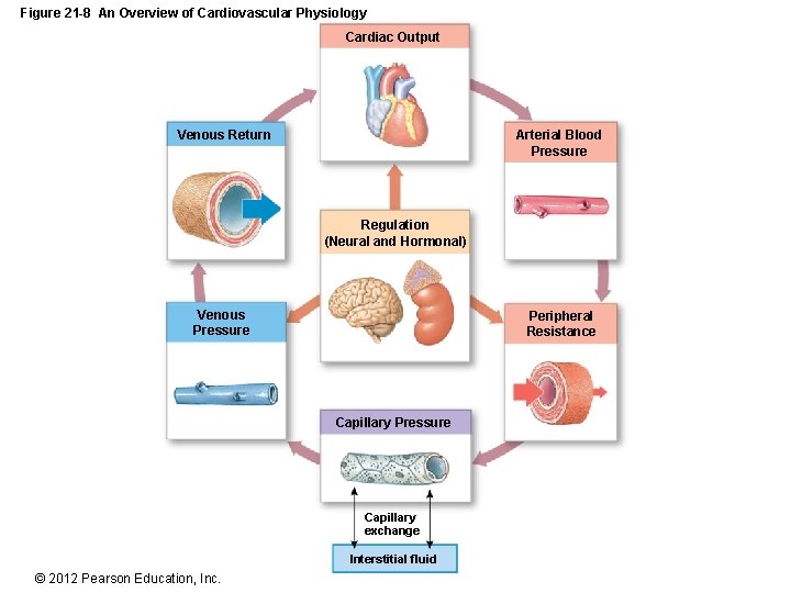 Figure 21 -8 An Overview of Cardiovascular Physiology Cardiac Output Venous Return Arterial Blood
