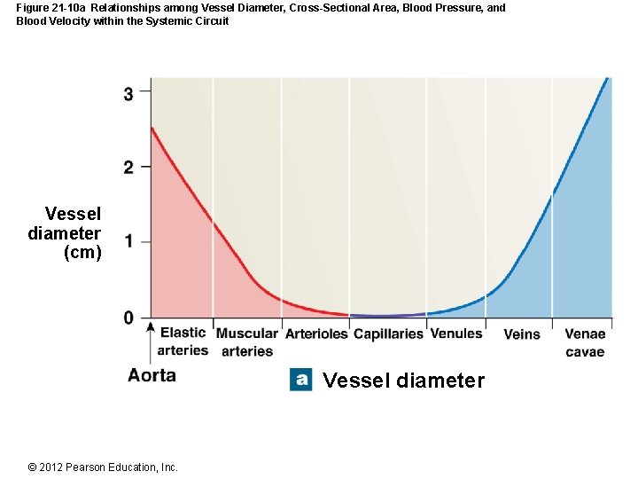 Figure 21 -10 a Relationships among Vessel Diameter, Cross-Sectional Area, Blood Pressure, and Blood