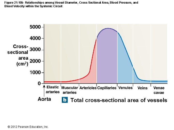 Figure 21 -10 b Relationships among Vessel Diameter, Cross-Sectional Area, Blood Pressure, and Blood