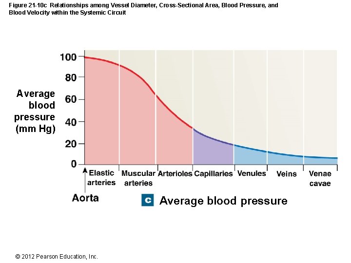 Figure 21 -10 c Relationships among Vessel Diameter, Cross-Sectional Area, Blood Pressure, and Blood