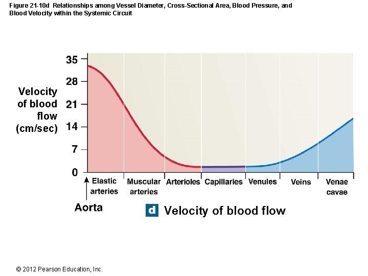 Figure 21 -10 d Relationships among Vessel Diameter, Cross-Sectional Area, Blood Pressure, and Blood