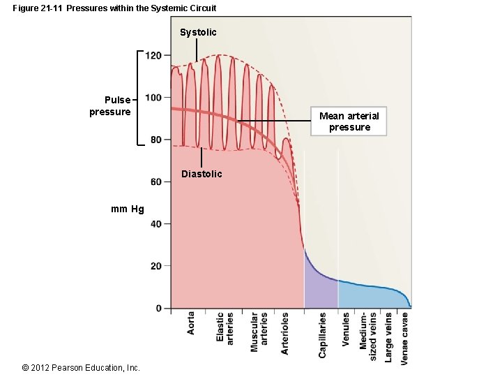 Figure 21 -11 Pressures within the Systemic Circuit Systolic Pulse pressure Mean arterial pressure