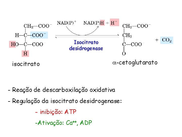 Isocitrato desidrogenase isocitrato -cetoglutarato - Reação de descarboxilação oxidativa - Regulação da isocitrato desidrogenase: