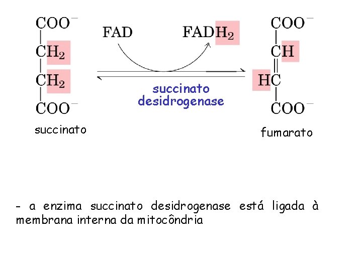 succinato desidrogenase succinato fumarato - a enzima succinato desidrogenase está ligada à membrana interna