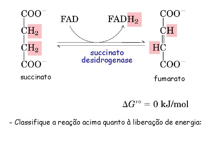 succinato desidrogenase succinato fumarato - Classifique a reação acima quanto à liberação de energia:
