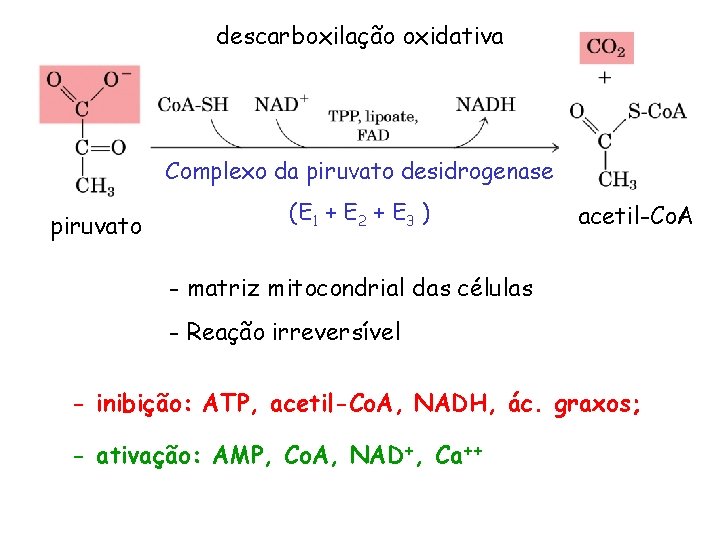 descarboxilação oxidativa Complexo da piruvato desidrogenase piruvato (E 1 + E 2 + E