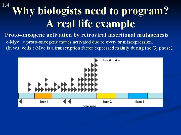 1. 4 Why biologists need to program? A real life example Proto-oncogene activation by