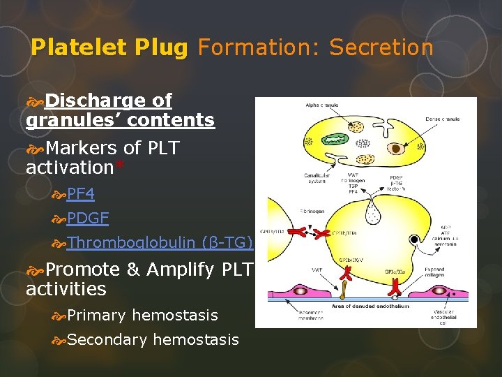 Platelet Plug Formation: Secretion Discharge of granules’ contents Markers of PLT activation* PF 4