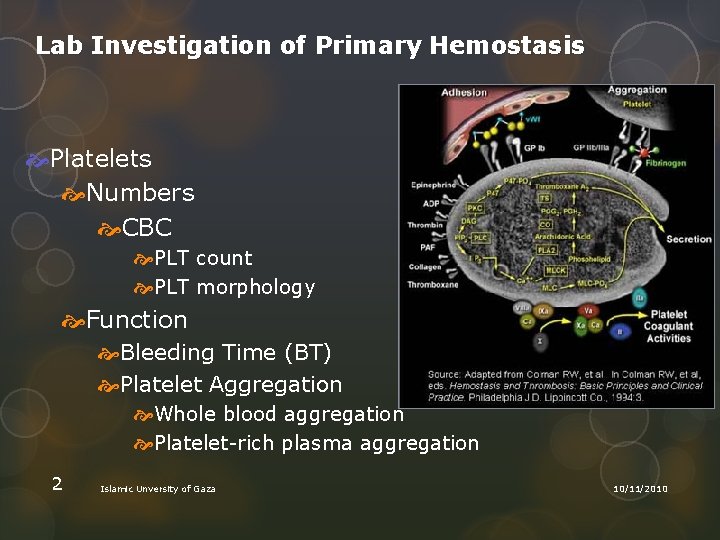 Lab Investigation of Primary Hemostasis Platelets Numbers CBC PLT count PLT morphology Function Bleeding