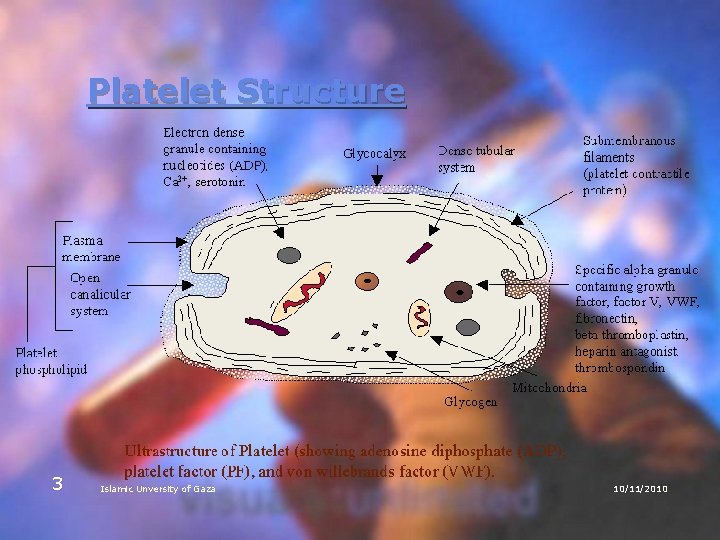 Platelet Structure 3 Islamic Unversity of Gaza 10/11/2010 