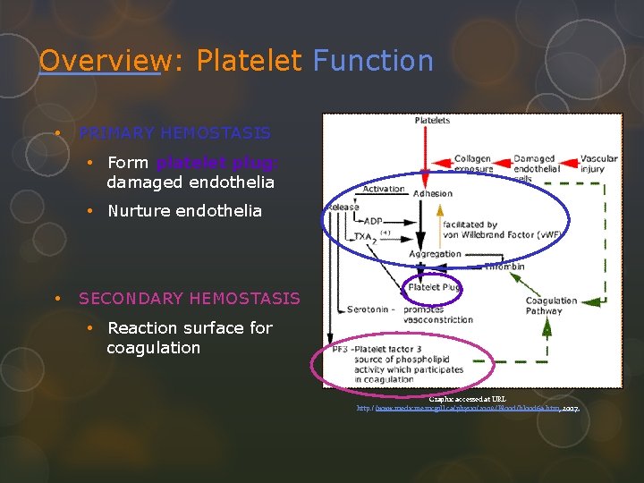 Overview: Platelet Function • PRIMARY HEMOSTASIS • Form platelet plug: damaged endothelia • Nurture