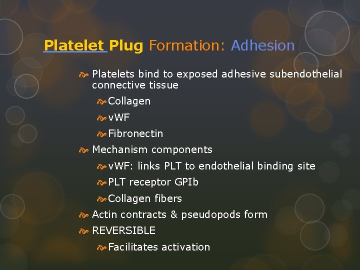 Platelet Plug Formation: Adhesion Platelets bind to exposed adhesive subendothelial connective tissue Collagen v.