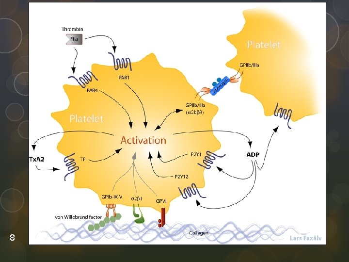 8 Islamic Unversity of Gaza 10/11/2010 