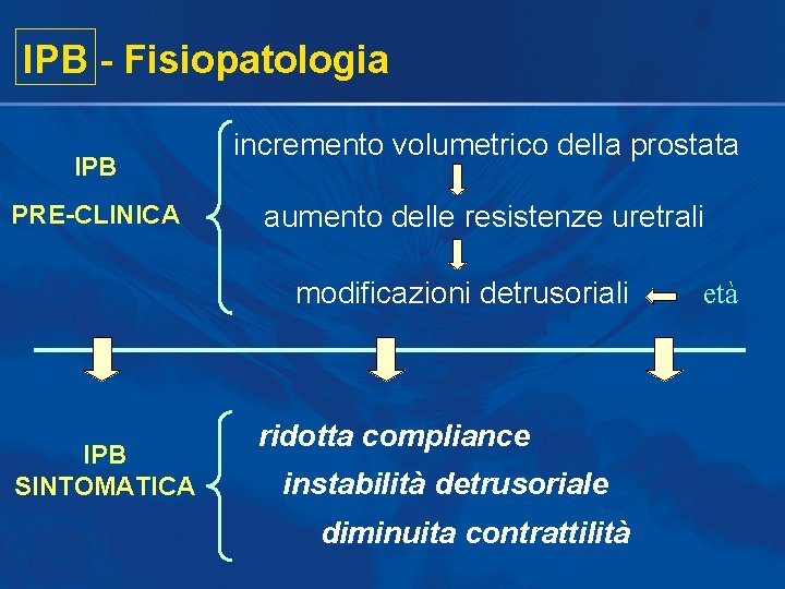 IPB - Fisiopatologia IPB PRE-CLINICA incremento volumetrico della prostata aumento delle resistenze uretrali modificazioni