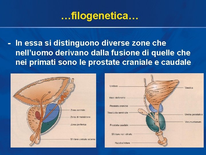 …filogenetica… - In essa si distinguono diverse zone che nell’uomo derivano dalla fusione di