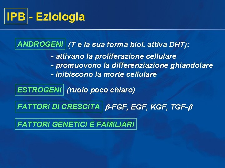 IPB - Eziologia ANDROGENI (T e la sua forma biol. attiva DHT): - attivano