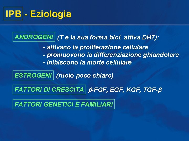 IPB - Eziologia ANDROGENI (T e la sua forma biol. attiva DHT): - attivano IPB - Eziologia ANDROGENI (T e la sua forma biol. attiva DHT): - attivano