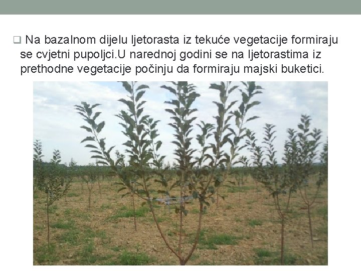 q Na bazalnom dijelu ljetorasta iz tekuće vegetacije formiraju se cvjetni pupoljci. U narednoj