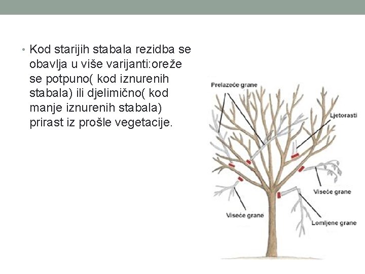  • Kod starijih stabala rezidba se obavlja u više varijanti: oreže se potpuno(