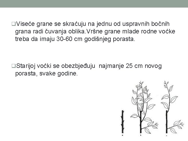 q. Viseće grane se skraćuju na jednu od uspravnih bočnih grana radi čuvanja oblika.