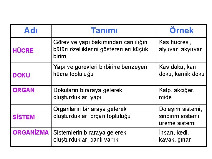 Adı HÜCRE DOKU ORGAN SİSTEM Tanımı Örnek Görev ve yapı bakımından canlılığın bütün özelliklerini