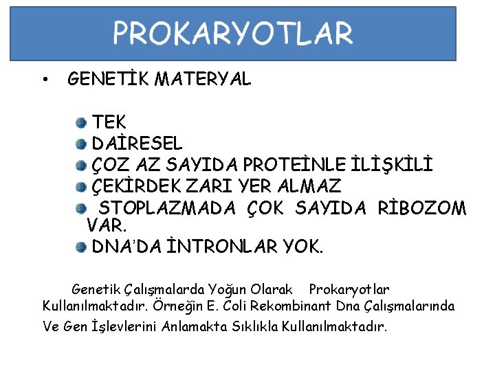  • GENETİK MATERYAL TEK DAİRESEL ÇOZ AZ SAYIDA PROTEİNLE İLİŞKİLİ ÇEKİRDEK ZARI YER