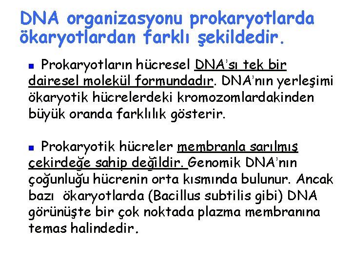 DNA organizasyonu prokaryotlarda ökaryotlardan farklı şekildedir. Prokaryotların hücresel DNA’sı tek bir dairesel molekül formundadır.