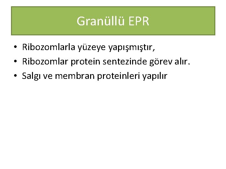 Granüllü EPR • Ribozomlarla yüzeye yapışmıştır, • Ribozomlar protein sentezinde görev alır. • Salgı