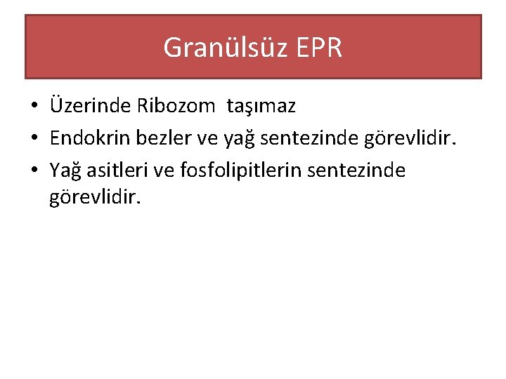 Granülsüz EPR • Üzerinde Ribozom taşımaz • Endokrin bezler ve yağ sentezinde görevlidir. •