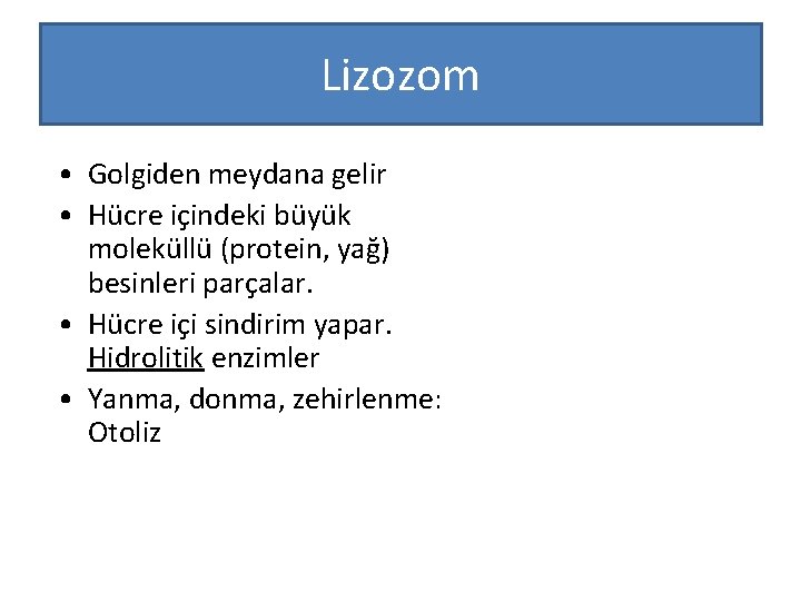 Lizozom • Golgiden meydana gelir • Hücre içindeki büyük moleküllü (protein, yağ) besinleri parçalar.