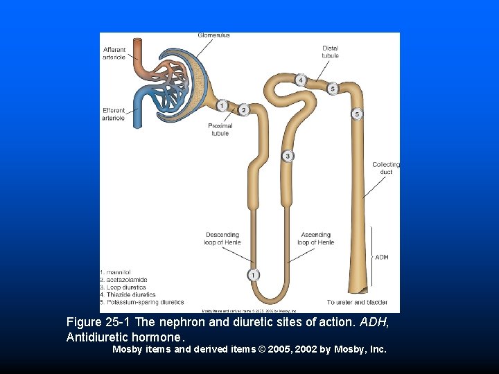 Figure 25 -1 The nephron and diuretic sites of action. ADH, Antidiuretic hormone. Mosby