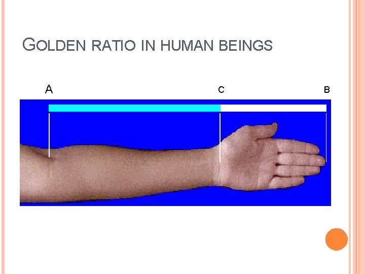 GOLDEN RATIO IN HUMAN BEINGS Α C B 