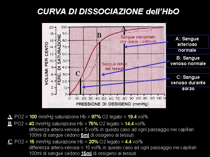 CURVA DI DISSOCIAZIONE dell’Hb. O B A A: Sangue arterioso normale B: Sangue venoso