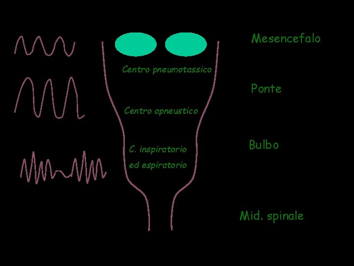 Mesencefalo Centro pneumotassico Ponte Centro apneustico C. inspiratorio Bulbo ed espiratorio Mid. spinale 