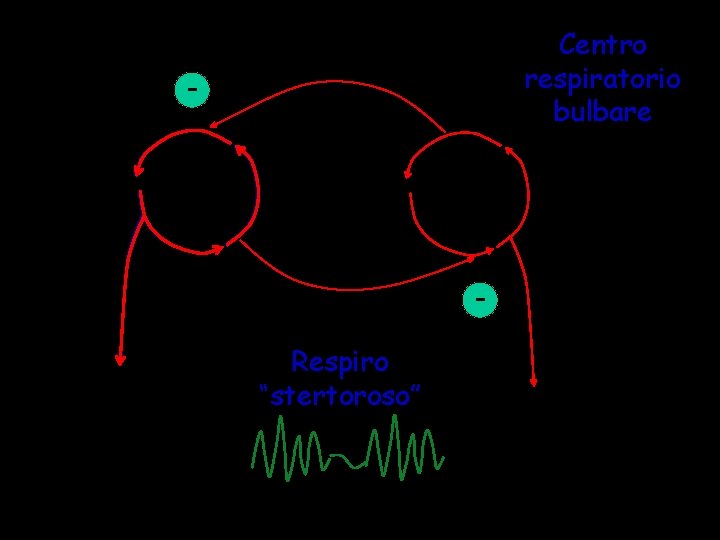 Centro respiratorio bulbare E I Respiro “stertoroso” 