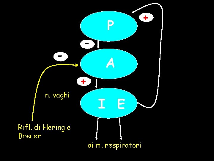 - - P A + n. vaghi Rifl. di Hering e Breuer I E