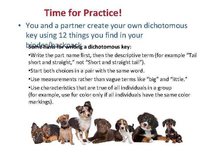 Dichotomous Keys: TEKS 7. 11 A Time for Practice! • You and a partner