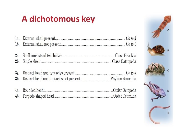 Dichotomous Keys: TEKS 7. 11 A A dichotomous key 