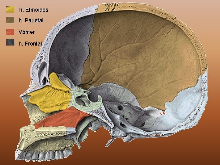 h. Etmoides h. Parietal Vómer h. Frontal 