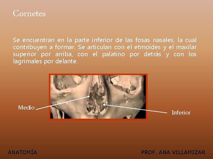 Cornetes Se encuentran en la parte inferior de las fosas nasales, la cual contribuyen