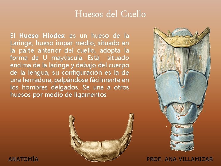 Huesos del Cuello El Hueso Hiodes: es un hueso de la Laringe, hueso impar