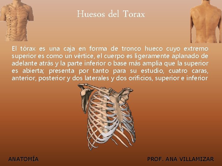 Huesos del Torax El tórax es una caja en forma de tronco hueco cuyo