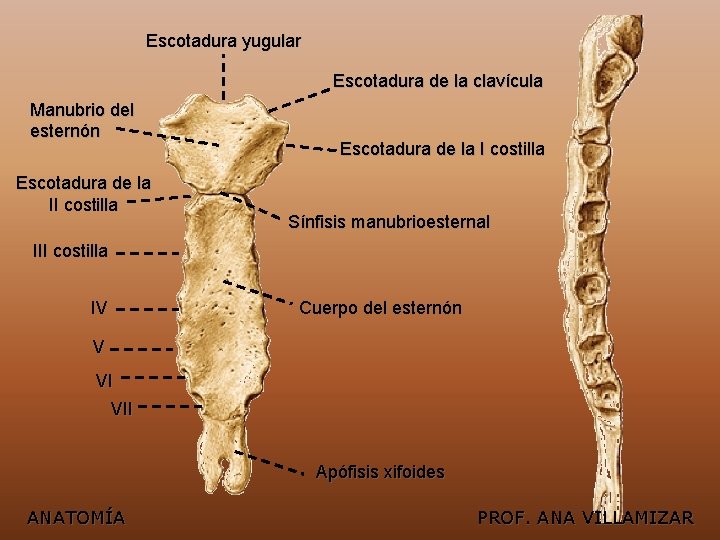 Escotadura yugular Escotadura de la clavícula Manubrio del esternón Escotadura de la II costilla